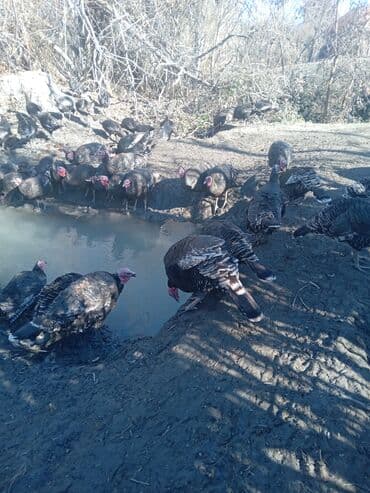 Atlar: Məhsul: Hind quşları (qara rəngli, xüsusi təbii bəsləmə) Təsvir: - — 4