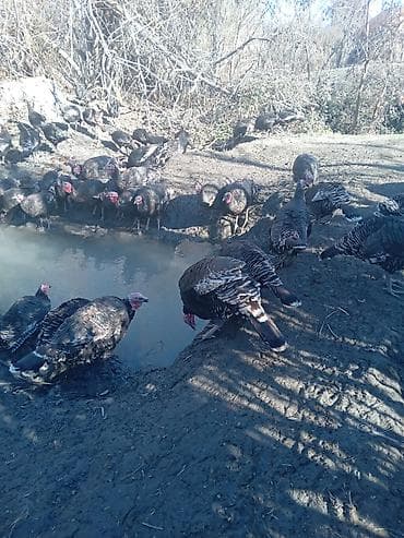 Другие с/х животные: Məhsul: Hinduşka sürüsü Təsvir: - Təbii şəraitdə, geniş həyətdə — 6