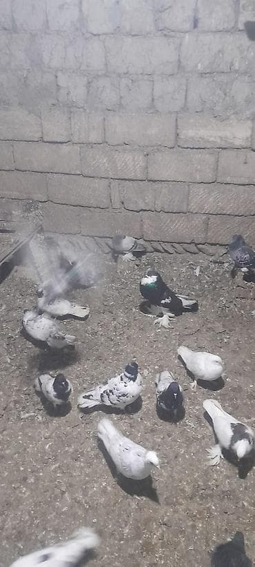 Собаки: Məhsul: 50ədedi Ev göyərçinləri (bir neçə cins və rəng) Təsvir: - — 9