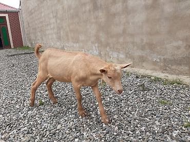 cuce satisi 2019: Allah hamının təsərrüfatına bərəkət versin.Erkək çəpiş — 9