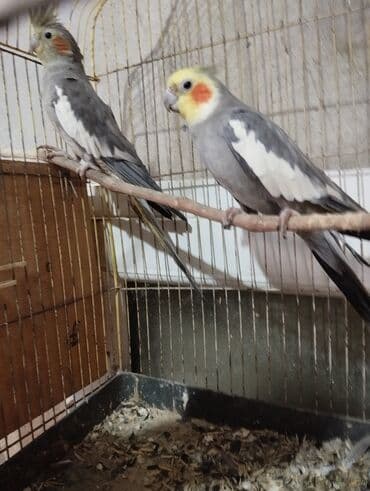 lal ördək balasi: 1 erkəy 1 dişi cütə düşməyiblər hələ. il yarımnan yuxarı — 1