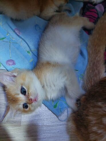 saf qan haski: Qızıl şinşilla, Erkək, Dişi, Yaxşı əllərə, Ünvandan götürmə — 10