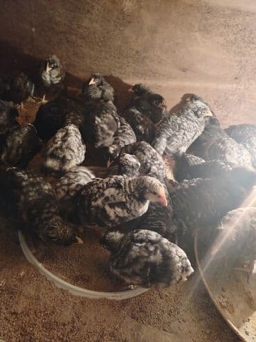 Akvariumlar: Toyuq cücələri, Ətlik — 4