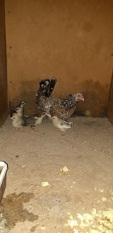Temiz cins yaponka (Bantam) balaları satılır. - Sayı: 5 ədəd - Cins — 3