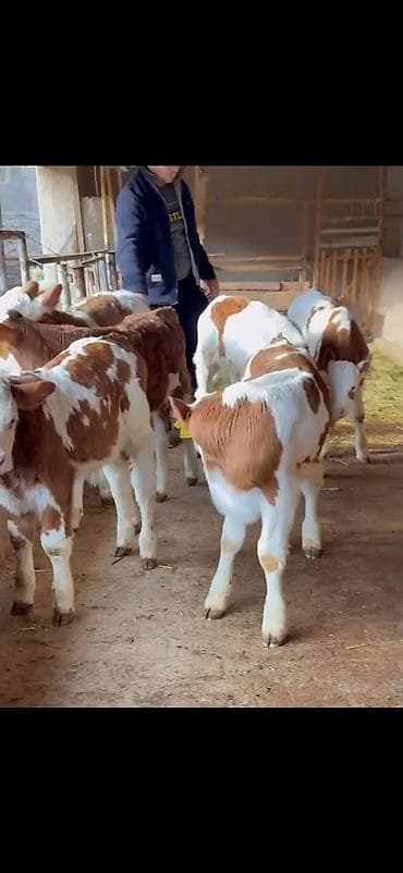 Pişiklər: Simental tipli buzovlar – ət və süd istiqamətli damazlıq potensialı — 4