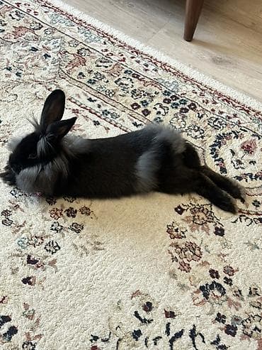 balaca heyvanlar: Dekorativ ev dovşanı və qəfəs dəsti - Cins: uzun tüklü dekorativ — 3