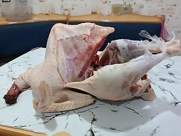 sanen keçi: Hinduşka cücələri – müxtəlif rənglərdə, sağlam və aktiv bala quşlar - — 7