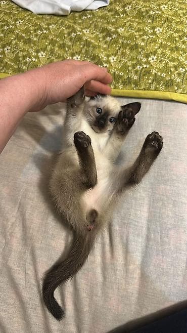 pişiy: Şotland yastı qulaq — 8