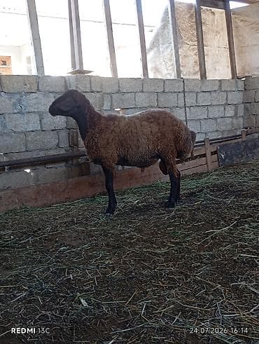 Qala qocu super qocdu 1 ilikdir super qoyun surmeyi var 70 kiloya — 6