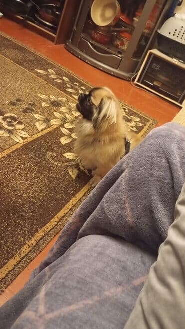 it alanlar: Pekines, 1 il, Erkek, Peyvəndli, Ünvandan götürmə — 2