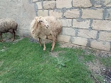 Mal-qara: Salam tam sağlam bağaz qoynlar 9 dənə yaşlıdılar endrimdə var — 2