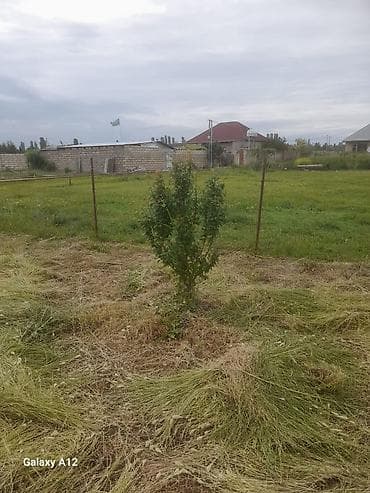 yun doşək: Meyvə ağacları – yerüstü köklü kollar - Növ: daş meyvə ailəsi — 4