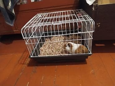 dəniz donuz: Tam sağlam və aktiv dəniz donuzcuğudur (Amerika qısa tüklü növü) — 1