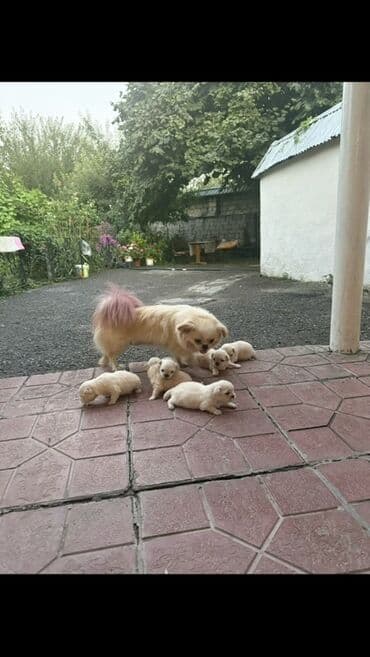 heyvan pişik: Pekines, 1 ay, Erkek, Pulsuz çatdırılma — 3