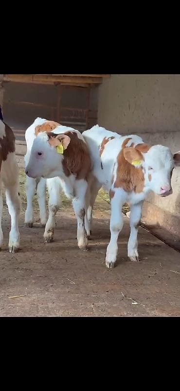 Pişiklər: Simental tipli buzovlar – ət və süd istiqamətli damazlıq potensialı — 6