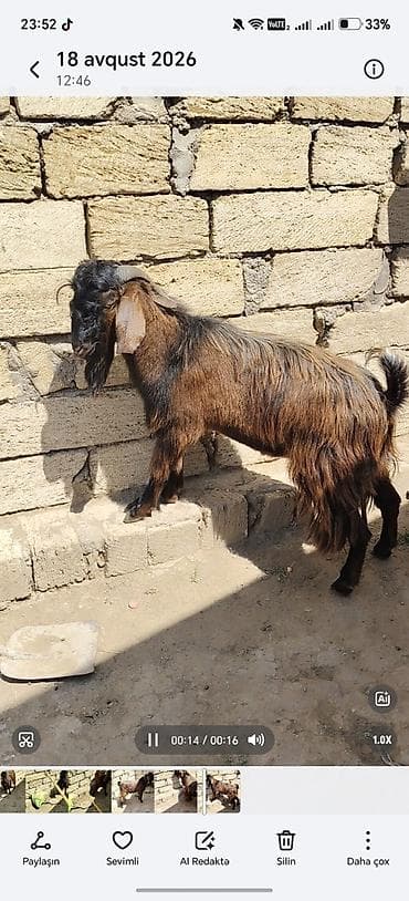 Keçilər, çəpişlər: Erkey teke heleb 350 azn super qızgındı 1 yaşı teze olub — 2
