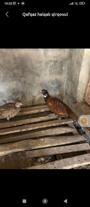 Məhsul: Qafqaz halqalı qırqovul (cüt və yumurta) Təsvir: - Növ lalafo.az -da Məhsul: Qafqaz halqalı qırqovul (cüt və yumurta) Təsvir: - Növ