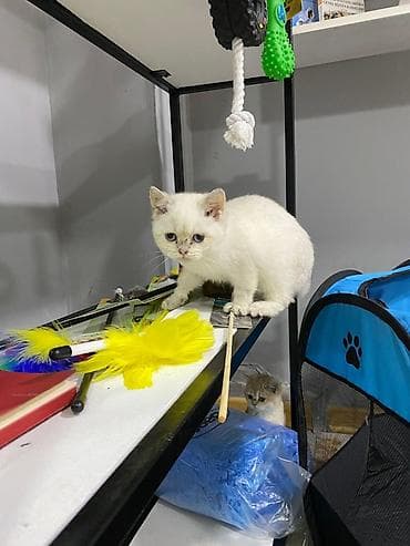 siyamski pişik: Şinşilla, Dişi — 1