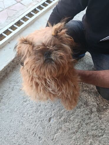 bakıda it satışı: Pudel, 8 ay, Erkek, Peyvəndli, Pulsuz çatdırılma — 4