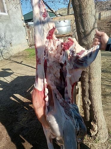 Qoyun/keçi kəsimi və təzə ət - Təsərrüfatda bəslənmiş yerli
