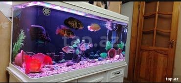 it bazari 2021: Salam gördüyünüz zavod akvarium satılır 330 litr ölçüsü 120_60_45 — 6