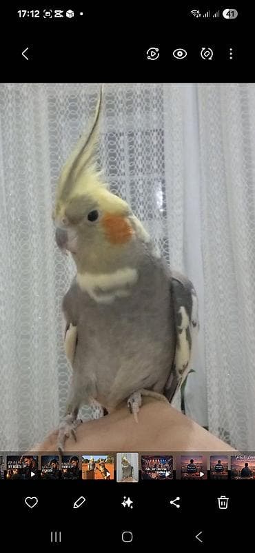 Korella tecili pul lazimdir. satiram. Erkekdir