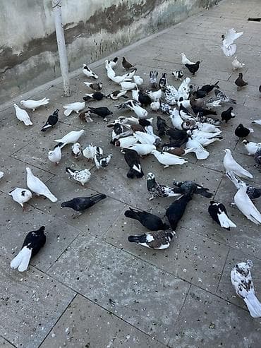 Coxsu satilir qiymet 5-20 manat Xirdalandadi 0518471797 KOM SATILMIR lalafo.az -da Coxsu satilir qiymet 5-20 manat Xirdalandadi 0518471797 KOM SATILMIR