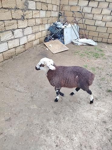 tap az arpa satisi: 1 dişi 1 erkey cut satlır ag dişidi zehmet olmasa cidi alcılar narahat — 6