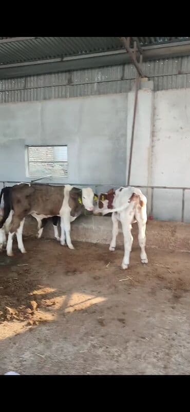 Satış: Qaramal buzovları - Növ: Simmental tipli ətlik/südlük