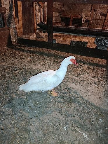 ordeklər: Super mayali aktif erkey ördek 8ayliqi — 1