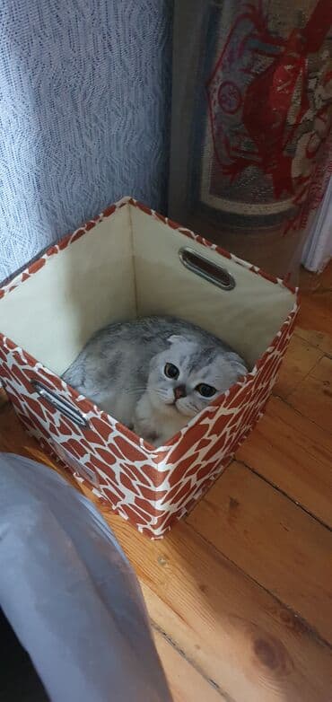 İnformatika: Şinşilla, Erkək, Cütləşmə üçün — 8