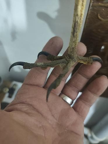 lobzik nedir: Şpris dəsti – şüşə korpuslu, metal porşenli, dəyişdirilə bilən iynələr — 7