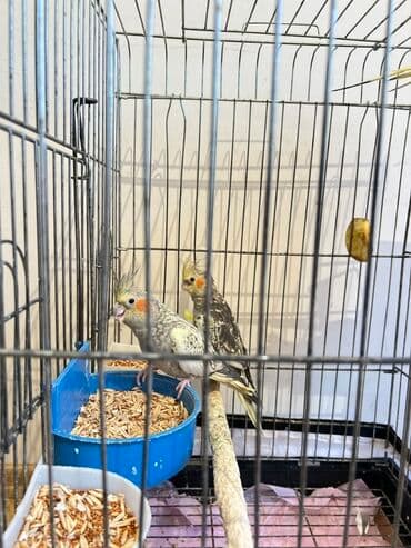 qurbanlıq qoyun qiymətləri 2024: 3 korella(disi erkek) 3 yumurta ve boyuk qefes, qefes hem üstden — 6