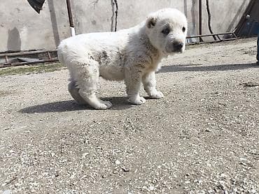 Alabay, 1 ay, Erkek, Ödənişli çatdırılma