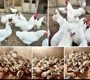 yuxuda ördek balası görmek: Toyuq, Damazlıq — 5