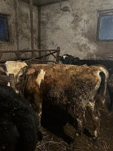 it adları erkək: 3 baş bordağa yararlı,sağlam erkək dana satılır. Qiymət birinə aiddir — 3