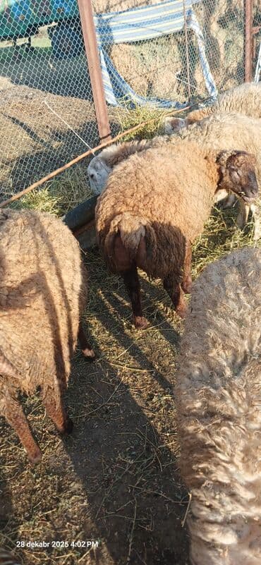 Erkək, il: 1, 28 kq, Ətlik, Ünvandan götürmə