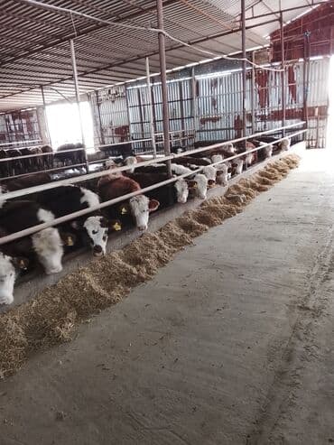 simental inekler azerbaycanda: Satılır — 1