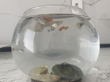 ikinci el akvaryum: Yumru akvarium, Balıqlarla birlikdə, 5 l, Ünvandan götürmə, Ödənişli çatdırılma — 4