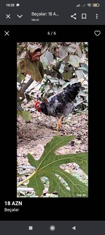 Akvariumlar: 2 kq çəkisi kılo 12 azn — 1