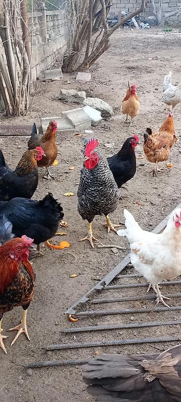 Pişiklər: Toyuq, Damazlıq, Ödənişli çatdırılma — 4