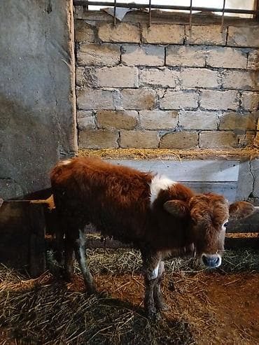 Satılır: Erkek Dana real aliciya endirm edecem - Növ: Mal-qara