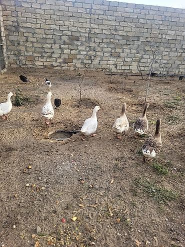 pisik ucun bit dermani: Qaz sürüsü satılır - Növ: Ağ və boz yerli qazlar (qarışıq rənglər) - — 3