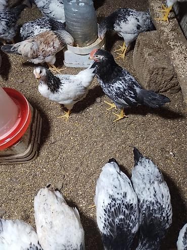 С/х животные и товары: Курица, Adler, Для мяса, Самовывоз — 5