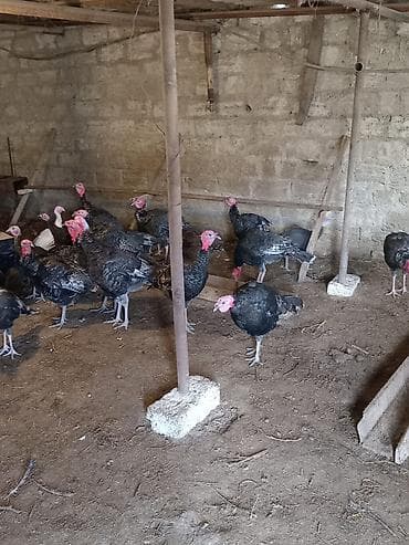 Erkək, Amerika, Damazlıq