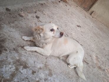 bakıda it satışı: Tam sağlam it satlır — 1