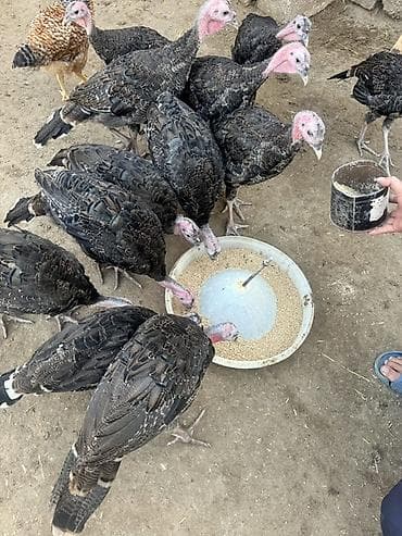 yorga at satilir: 46 Ədəd Ana Altından Çıxan Amerika-Bronz Hinduşkalar Satılırlar — 8
