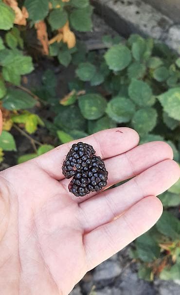 Tikansız xarici böyürtgən tinqləri satılır. Xarici sortdur iri — 9