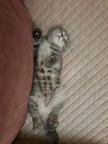 şotland pisikleri: Şotland yastı qulaq, Erkək — 3