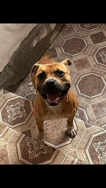 balaca dana: Pitbul, 1 il, Erkek — 1